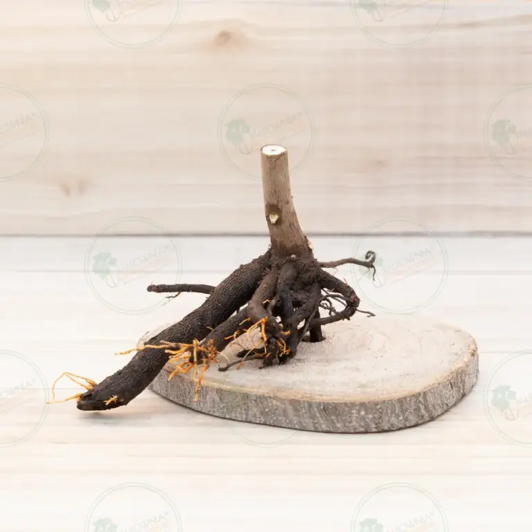 Paulownia Pao Tong Z07 – Stump L