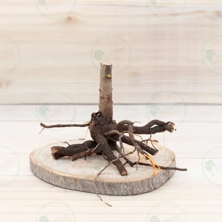 Paulownia Pao Tong Z07 – Stump L