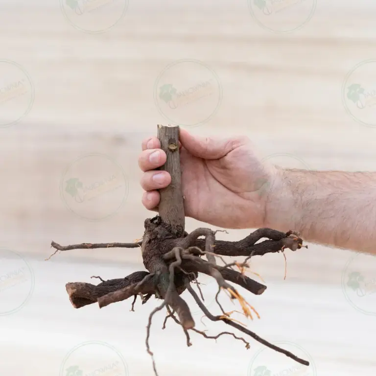 Paulownia Pao Tong Z07 – Stump L