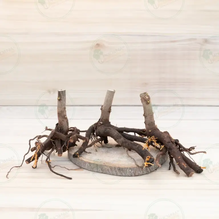 Paulownia Pao Tong Z07 – Stump L