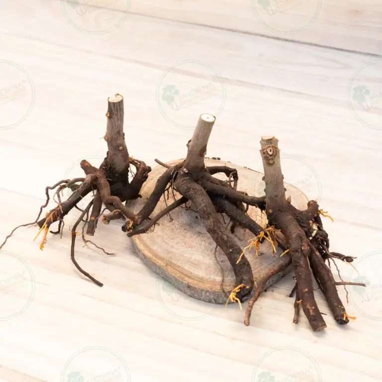 Paulownia Pao Tong Z07 – Stump L