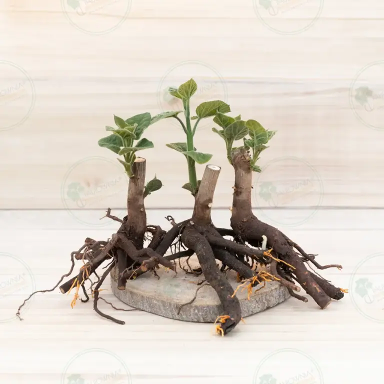 Paulownia Pao Tong Z07 – Stump L