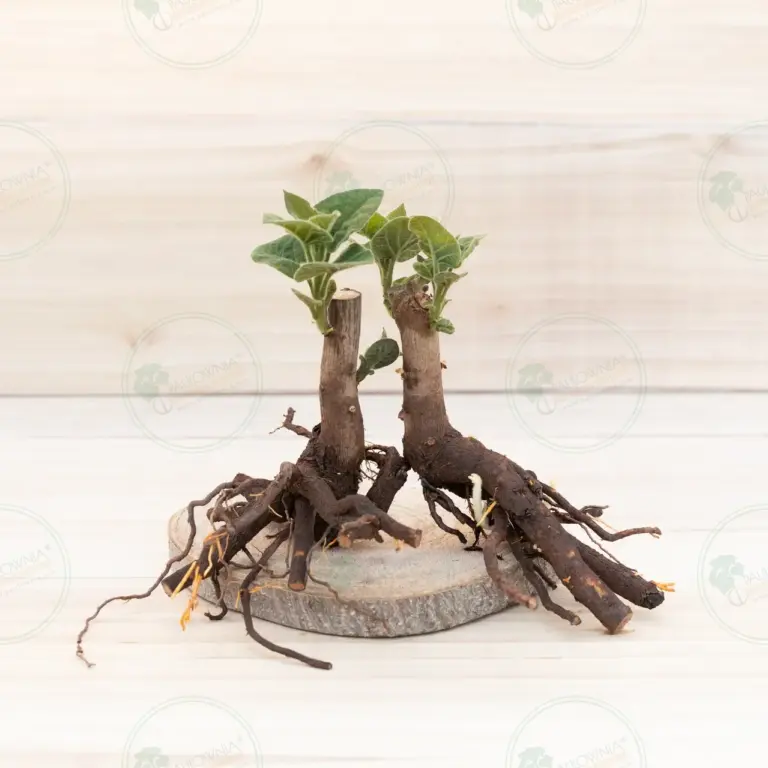 Paulownia Pao Tong Z07 – Stump L