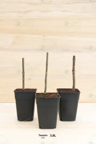 stump-maceta-3.6l-paulownia.pro-00