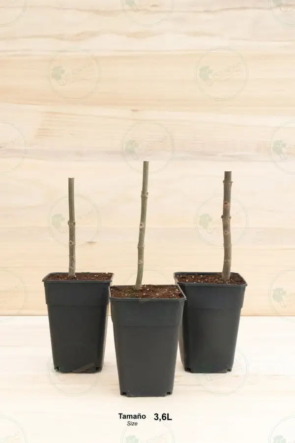Paulownia Pao Tong Z07 – Stump in pot 3.6 L