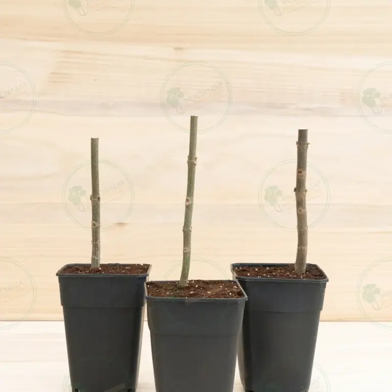 Paulownia Pao Tong Z07 – Stump in pot 3.6 L