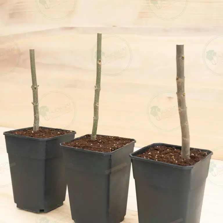 Paulownia Pao Tong Z07 – Stump in pot 3.6 L