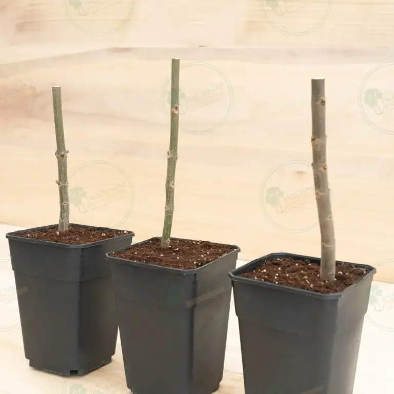 Paulownia Pao Tong Z07 – Stump in pot 3.6 L