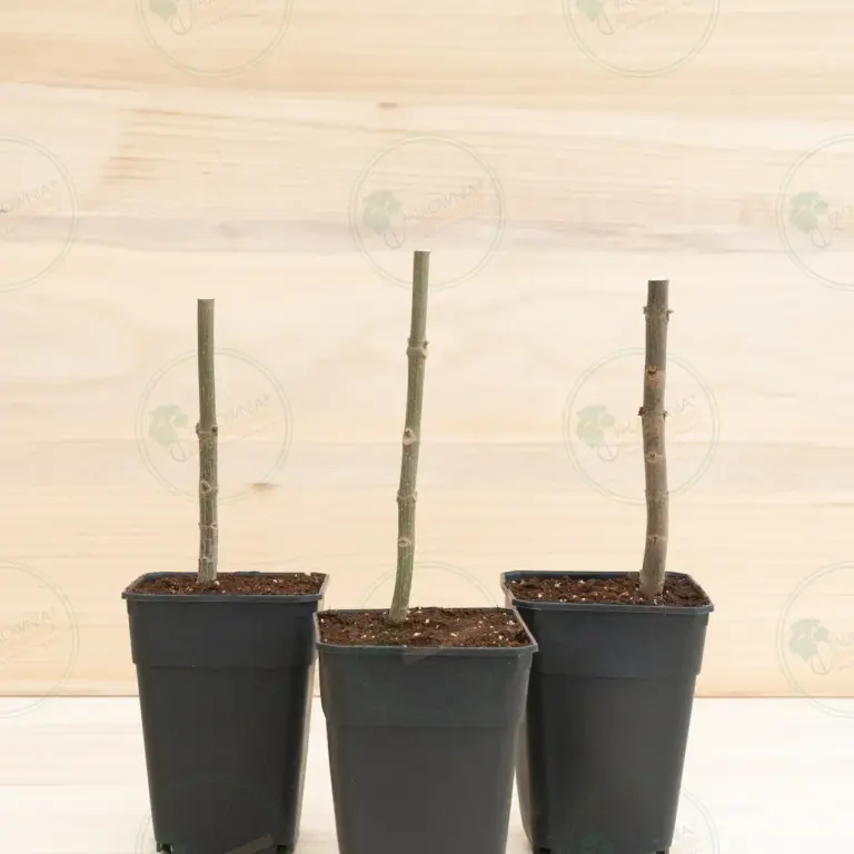 Paulownia Pao Tong Z07 – Stump in pot 3.6 L