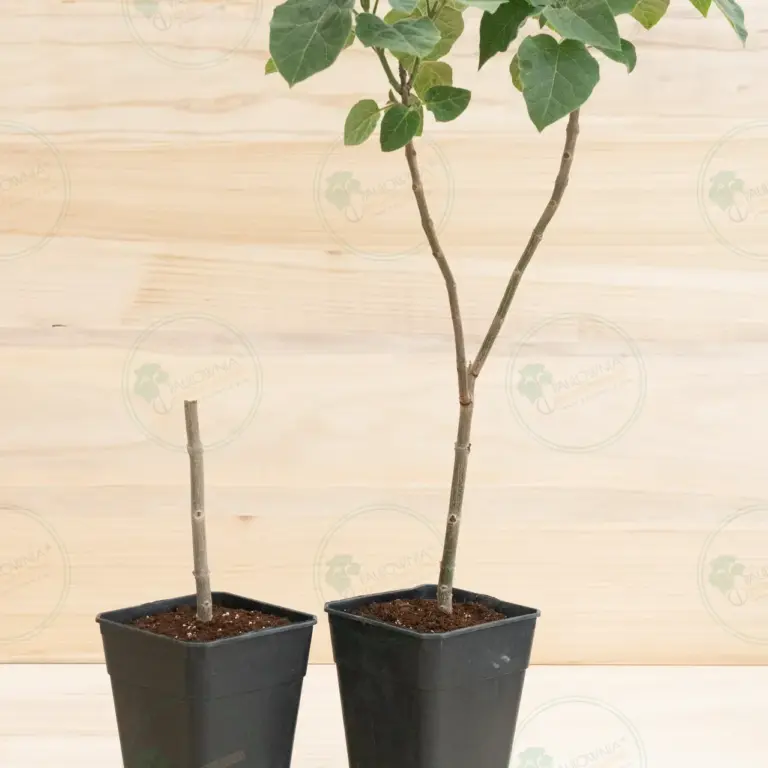Paulownia Pao Tong Z07 – Stump in pot 3.6 L