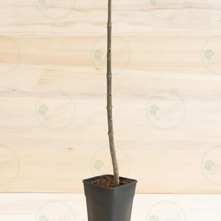 Paulownia Pao Tong Z07 – Stump in pot 3.6 L