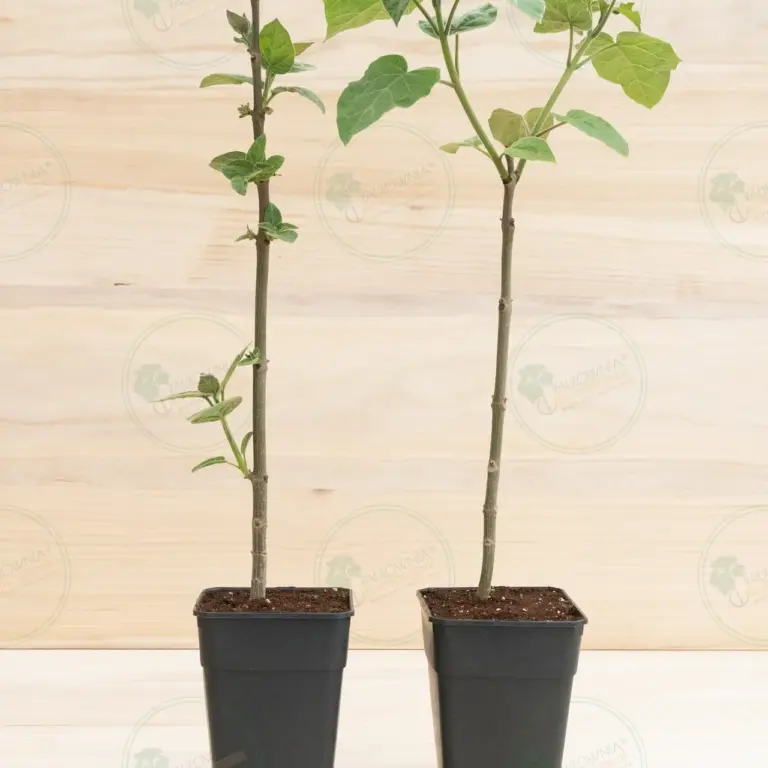 Paulownia Pao Tong Z07 – Stump in pot 3.6 L
