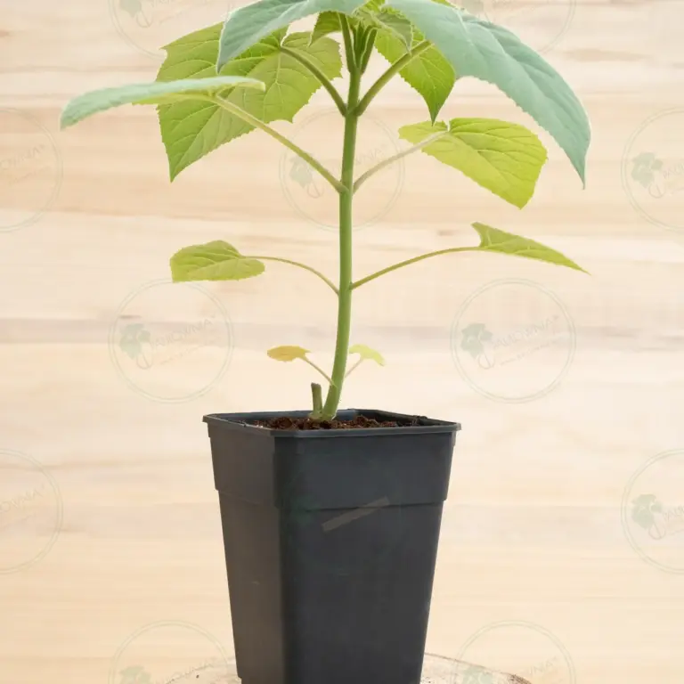 Paulownia Pao Tong Z07 – Stump in pot 3.6 L