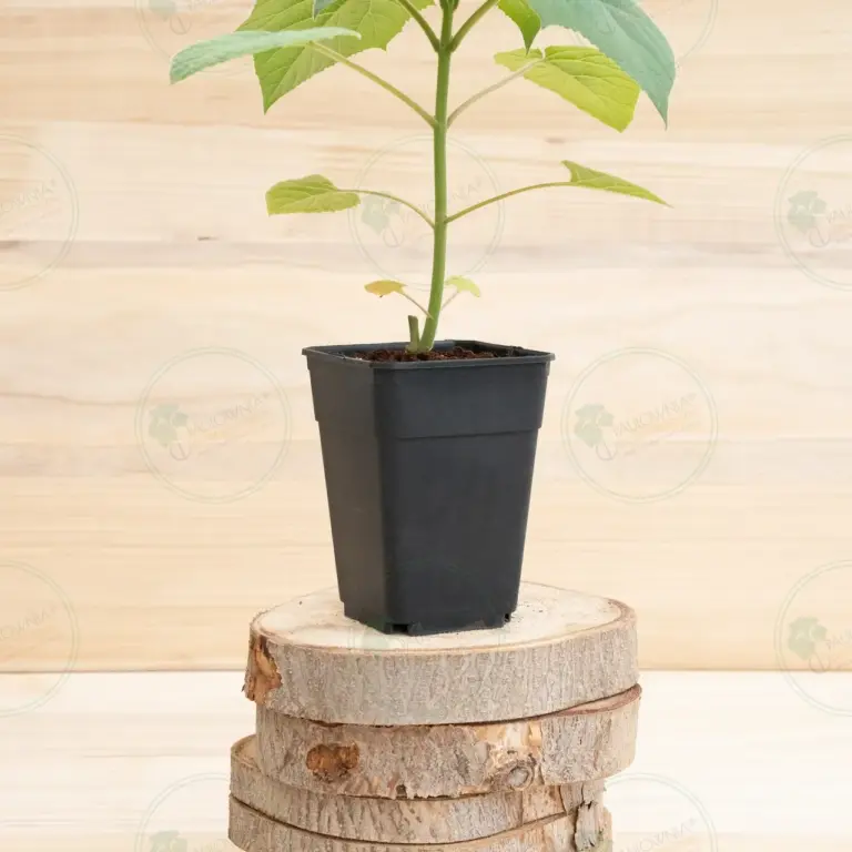 Paulownia Pao Tong Z07 – Stump in pot 3.6 L