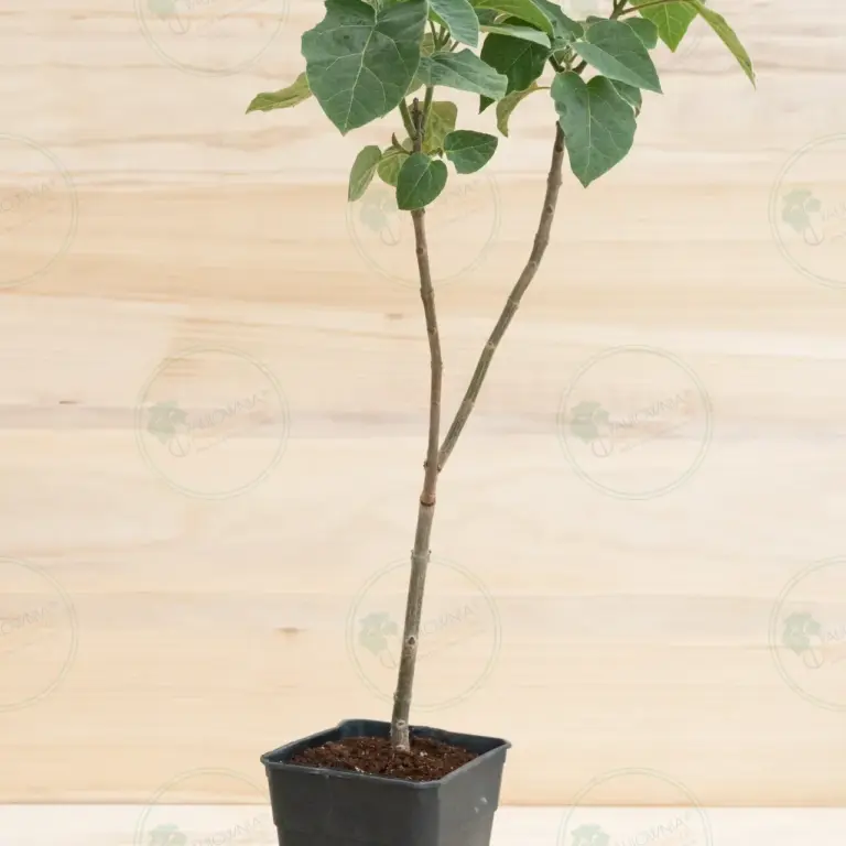 Paulownia Pao Tong Z07 – Stump in pot 3.6 L