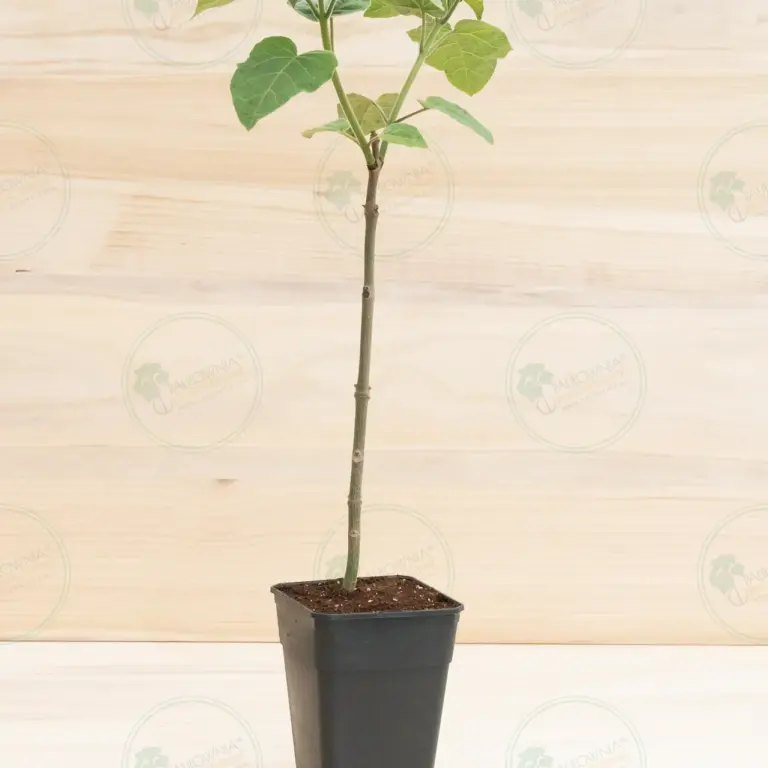 Paulownia Pao Tong Z07 – Stump in pot 3.6 L