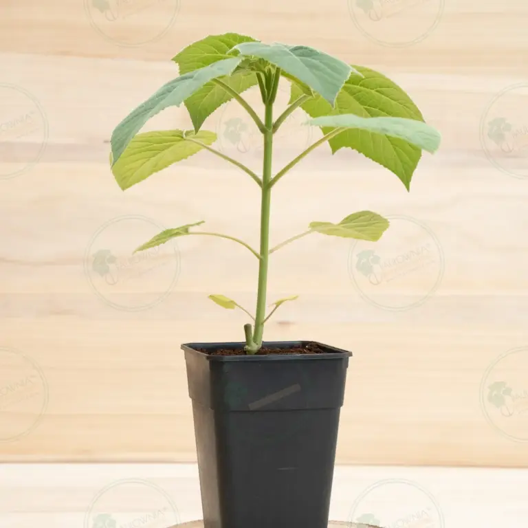 Paulownia Pao Tong Z07 – Stump in pot 3.6 L
