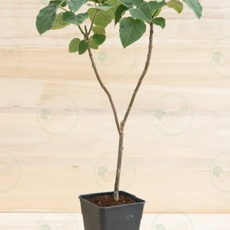 Paulownia Pao Tong Z07 – Stump in pot 3.6 L