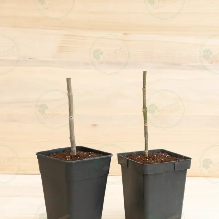 Paulownia Pao Tong Z07 – Stump in pot 5 L