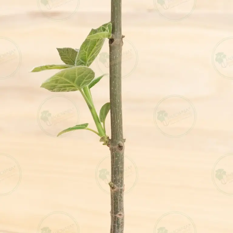 Paulownia Pao Tong Z07 – Stump in pot 5 L