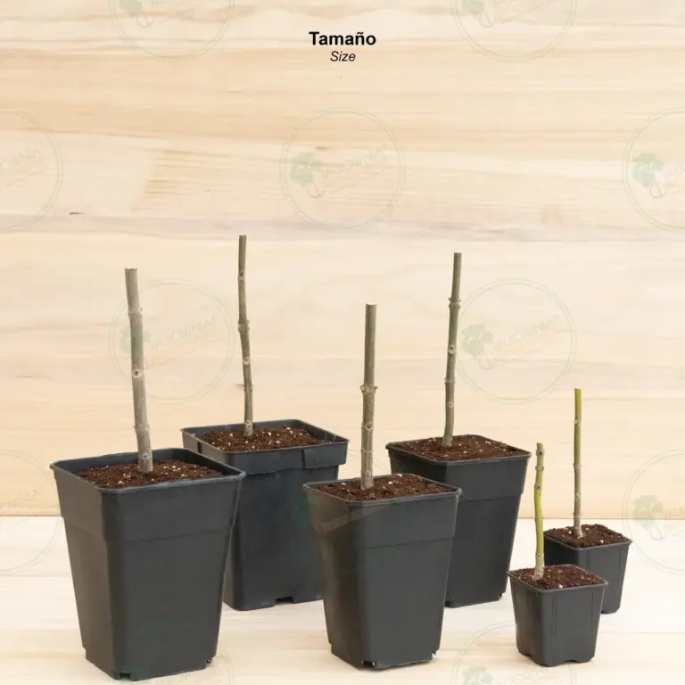 Paulownia Pao Tong Z07 – Stump in pot 600 ml