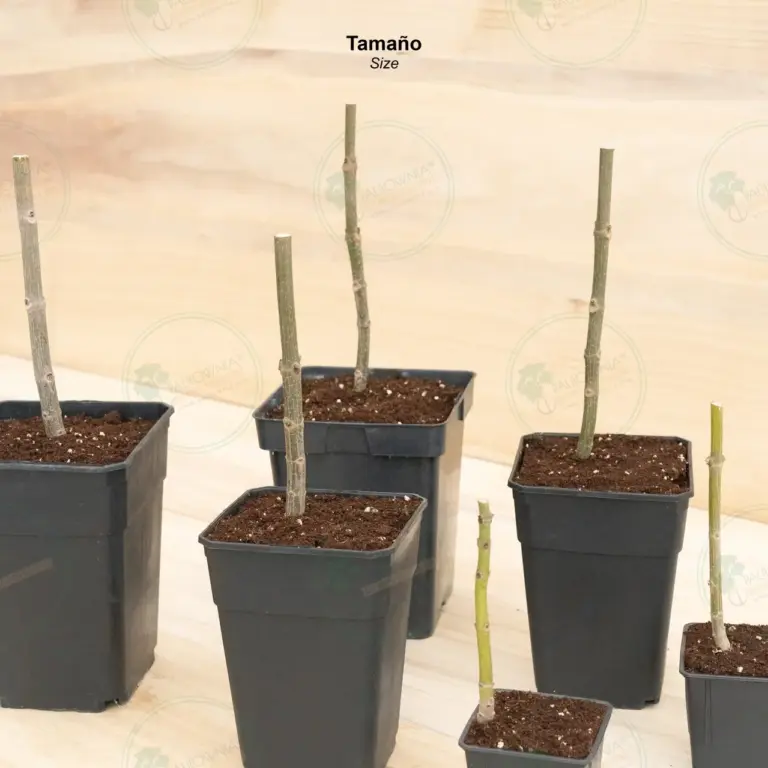 Paulownia Pao Tong Z07 – Stump in pot 600 ml