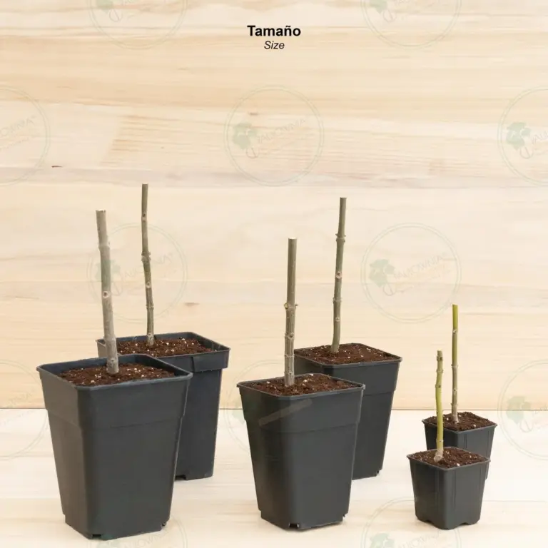 Paulownia Pao Tong Z07 – Stump in pot 600 ml
