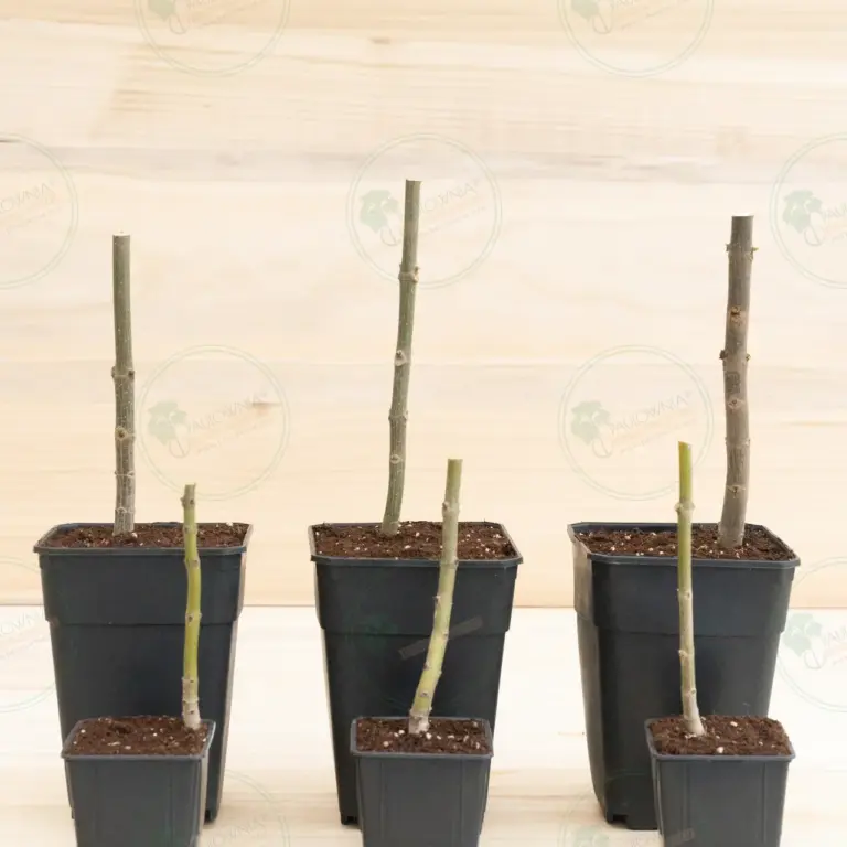 Paulownia Pao Tong Z07 – Stump in pot 600 ml