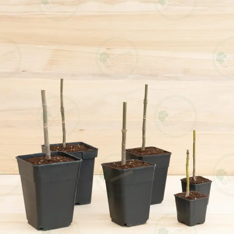 Paulownia Pao Tong Z07 – Stump in pot 600 ml