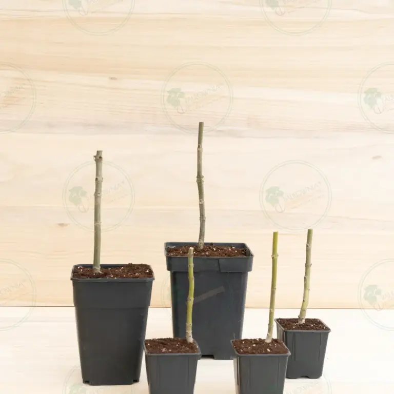 Paulownia Pao Tong Z07 – Stump in pot 600 ml