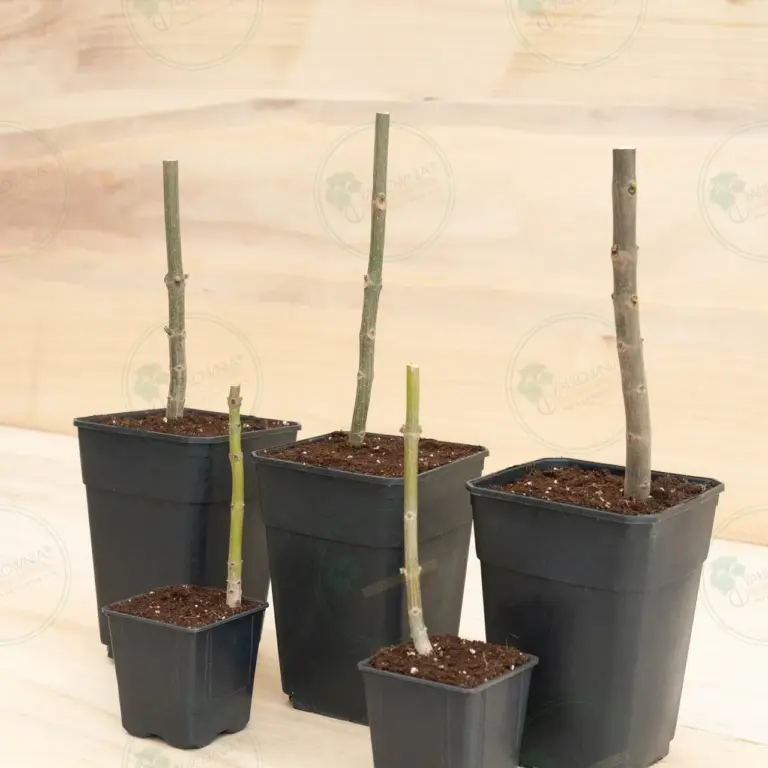 Paulownia Pao Tong Z07 – Stump in pot 600 ml