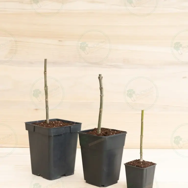 Paulownia Pao Tong Z07 – Stump in pot 600 ml
