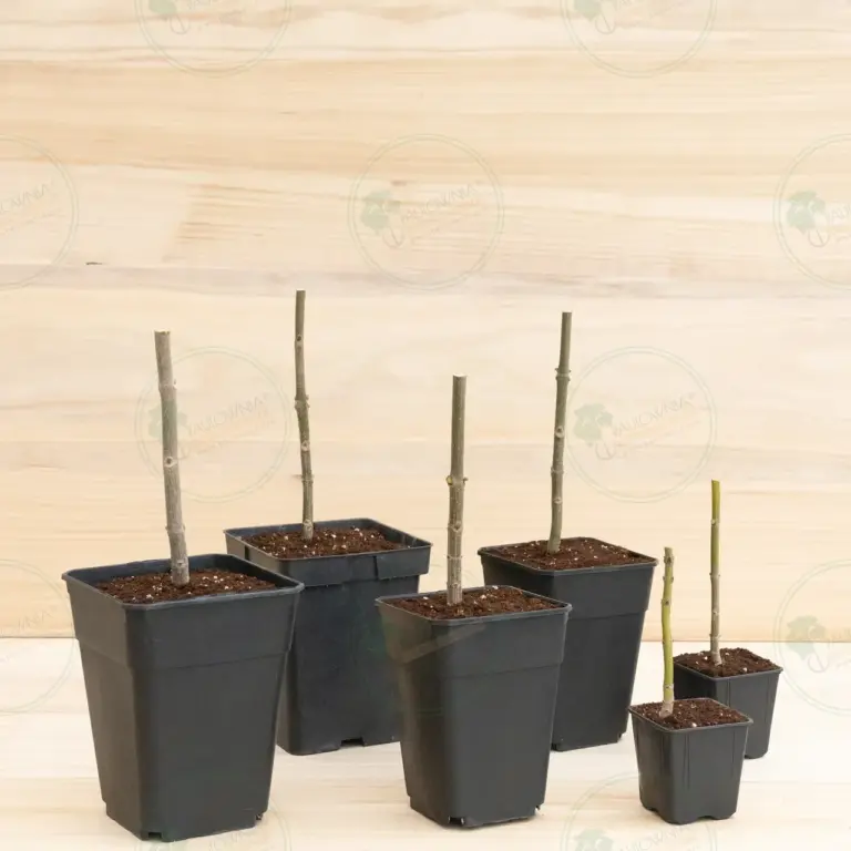 Paulownia Pao Tong Z07 – Stump in pot 600 ml