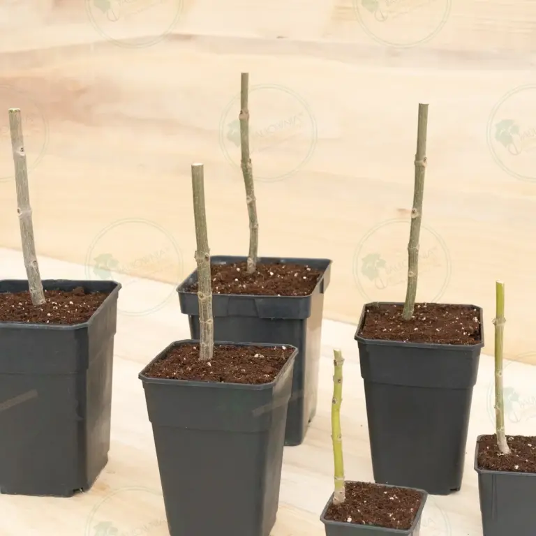 Paulownia Pao Tong Z07 – Stump in pot 600 ml