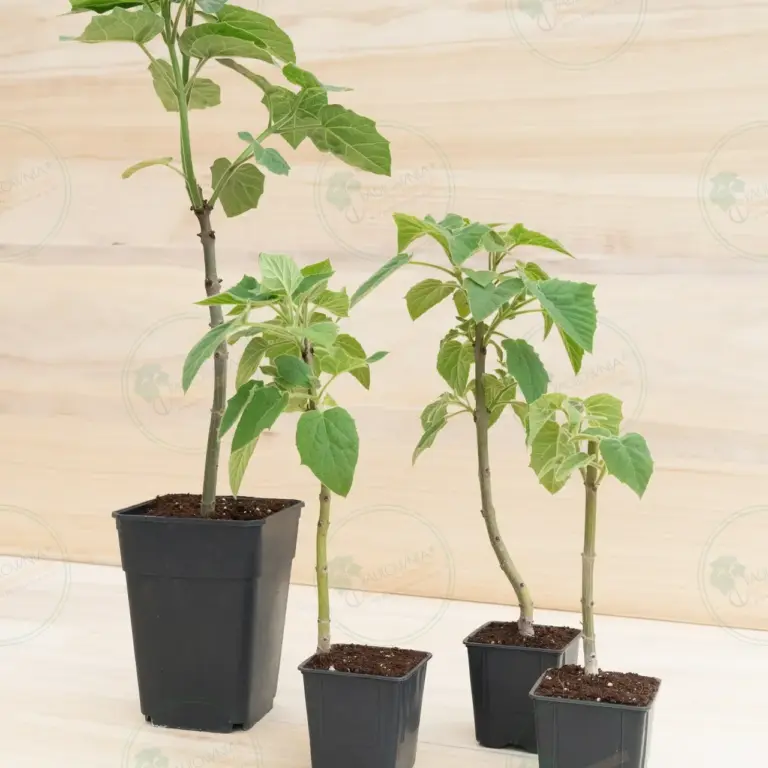 Paulownia Pao Tong Z07 – Stump in pot 600 ml
