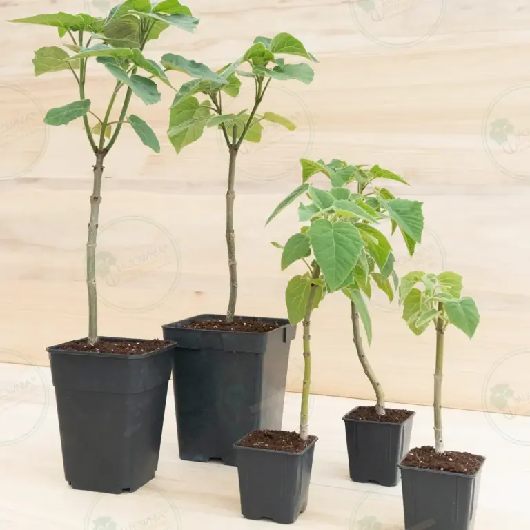 Paulownia Pao Tong Z07 – Stump in pot 600 ml