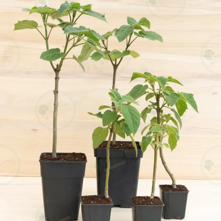 Paulownia Pao Tong Z07 – Stump in pot 600 ml