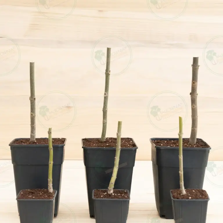 Paulownia Pao Tong Z07 – Stump in pot 600 ml