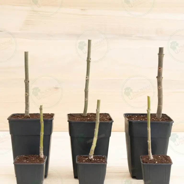 Paulownia Pao Tong Z07 – Stump in pot 600 ml