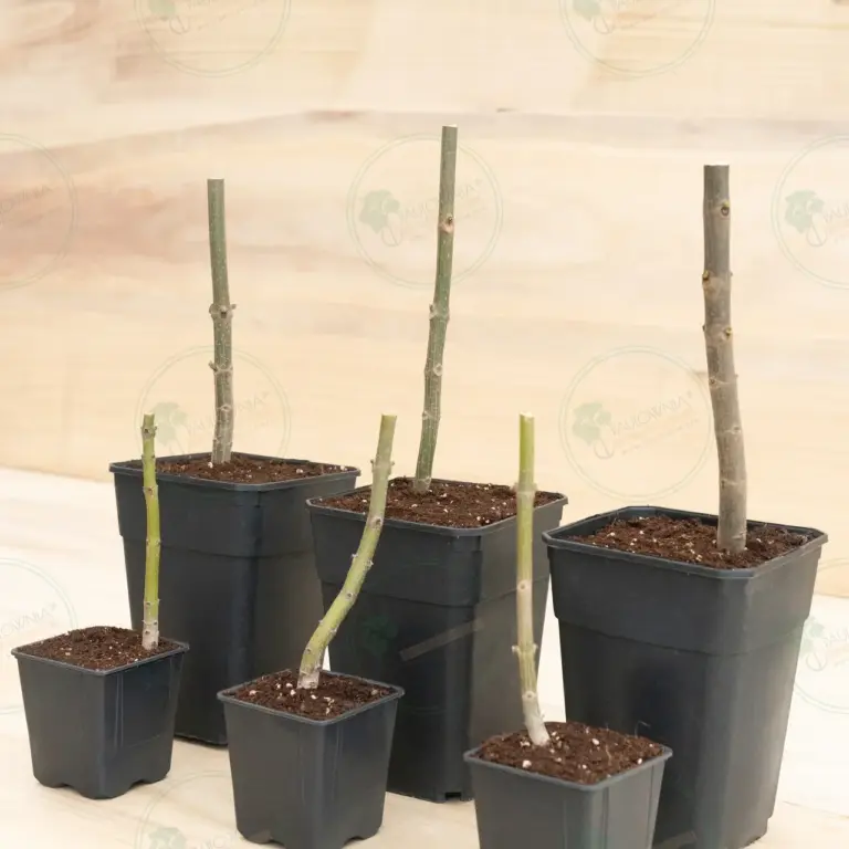 Paulownia Pao Tong Z07 – Stump in pot 600 ml