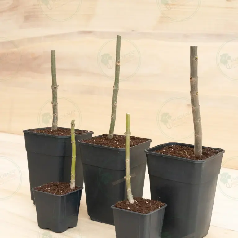 Paulownia Pao Tong Z07 – Stump in pot 600 ml