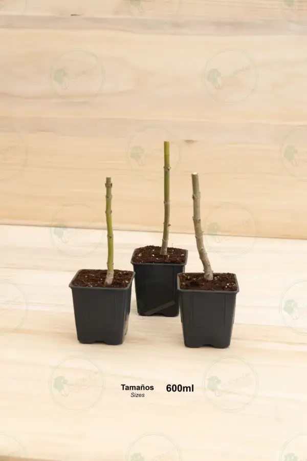 Paulownia Pao Tong Z07 – Stump in pot 600 ml