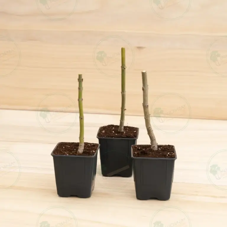 Paulownia Pao Tong Z07 – Stump in pot 600 ml