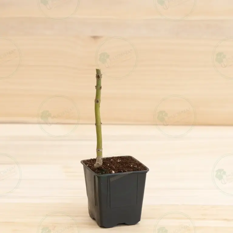 Paulownia Pao Tong Z07 – Stump in pot 600 ml