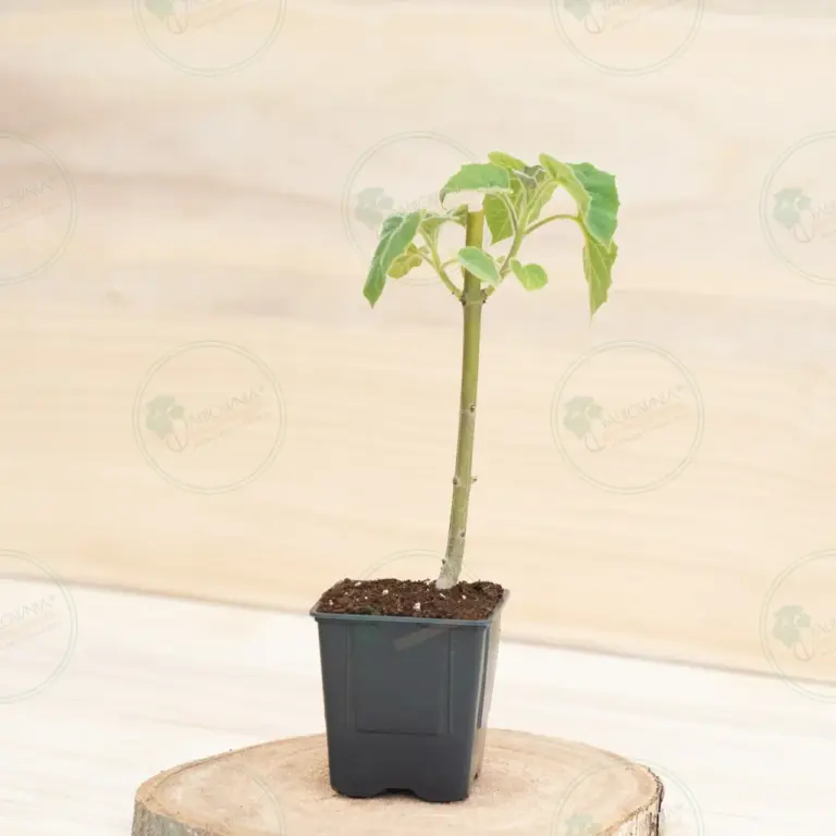 Paulownia Pao Tong Z07 – Stump in pot 600 ml