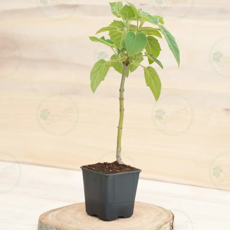 Paulownia Pao Tong Z07 – Stump in pot 600 ml