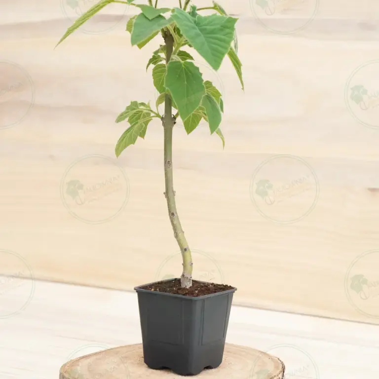Paulownia Pao Tong Z07 – Stump in pot 600 ml