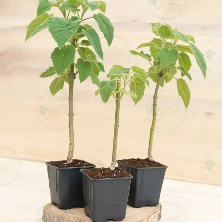 Paulownia Pao Tong Z07 – Stump in pot 600 ml