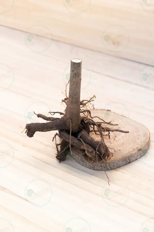 Paulownia Pao Tong Z07 – Stump XL