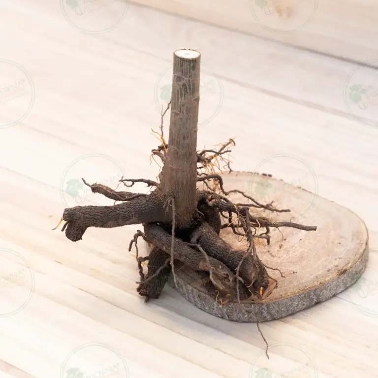Paulownia Pao Tong Z07 – Stump XL